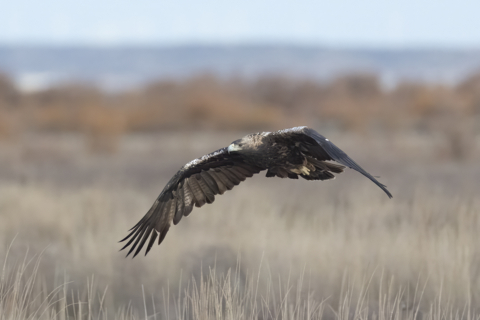 Iberienadler_241208_27.jpg