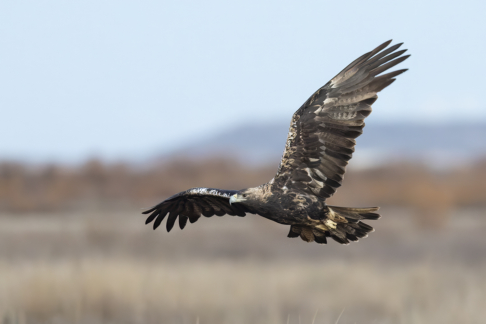 Iberienadler_241208_28.jpg