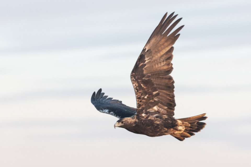 Iberienadler_241209_29.jpg