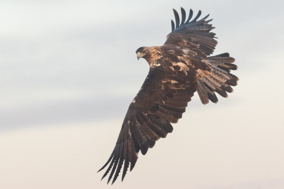 Iberienadler_241209_31.jpg