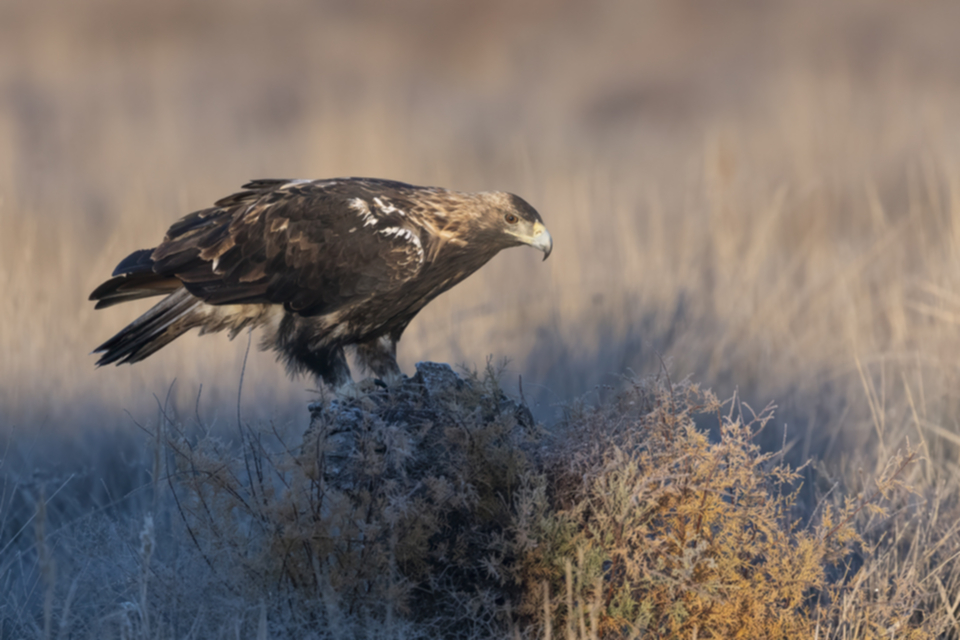 Iberienadler_241210_32.jpg