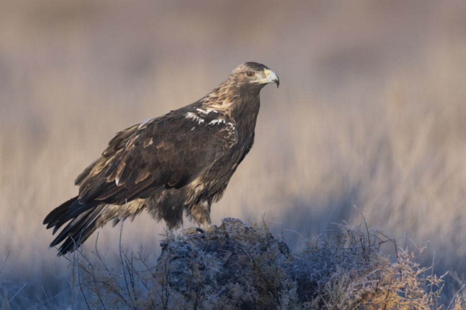 Iberienadler_241210_34.jpg