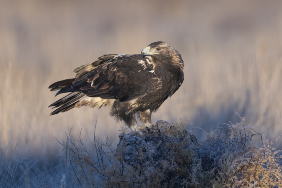 Iberienadler_241210_35.jpg