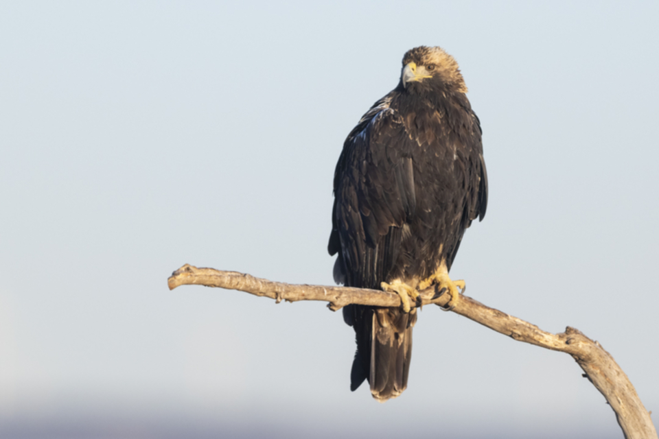 Iberienadler_241210_36.jpg