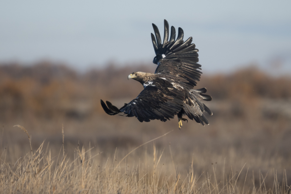 Iberienadler_241210_37.jpg