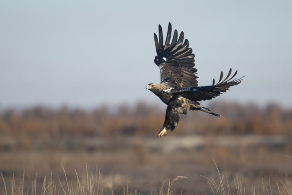 Iberienadler_241210_39.jpg