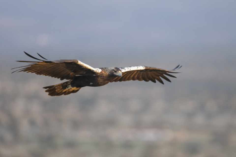 Iberienadler_211012_02.jpg