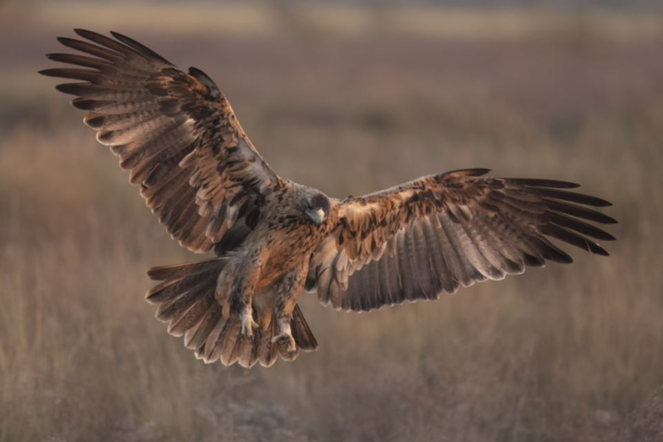 Iberienadler_231009_19.jpg