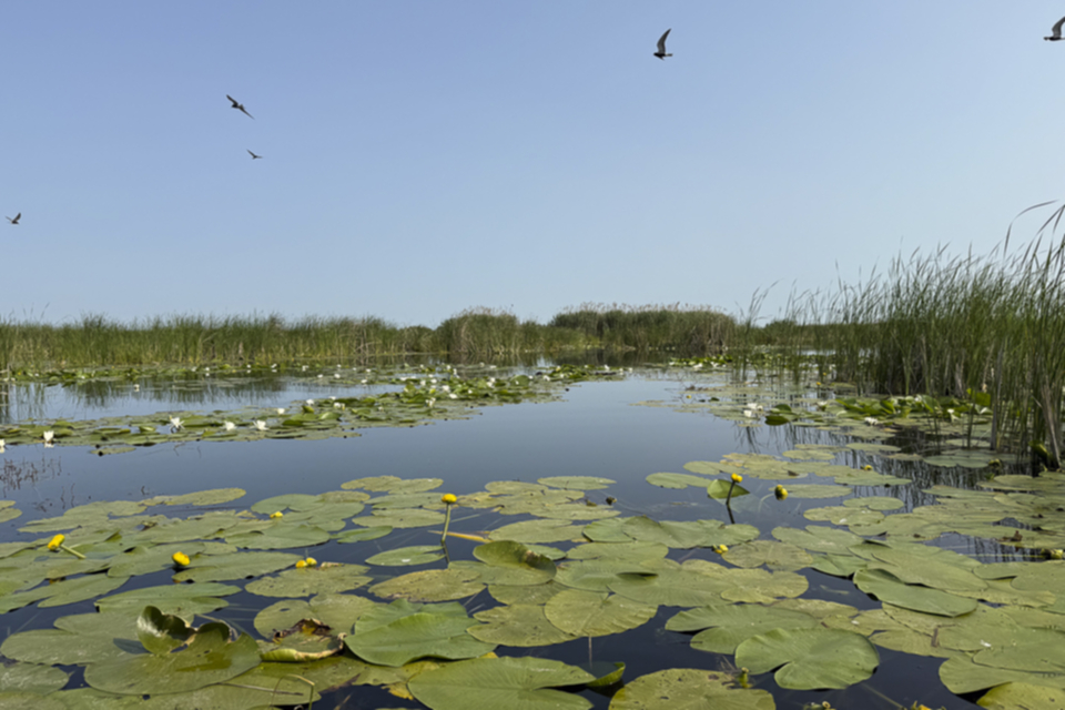 20Donaudelta.jpg 20Donaudelta.jpg