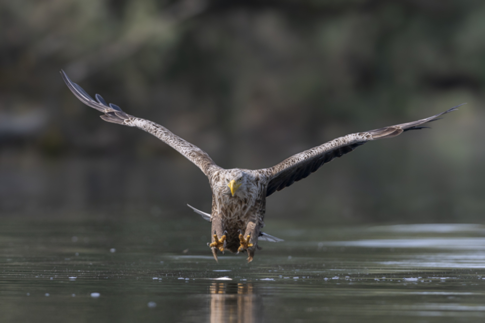 37Seeadler.jpg 37Seeadler.jpg
