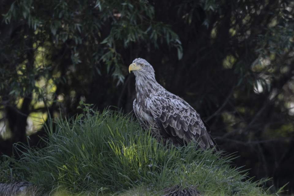 36Seeadler.jpg 36Seeadler.jpg