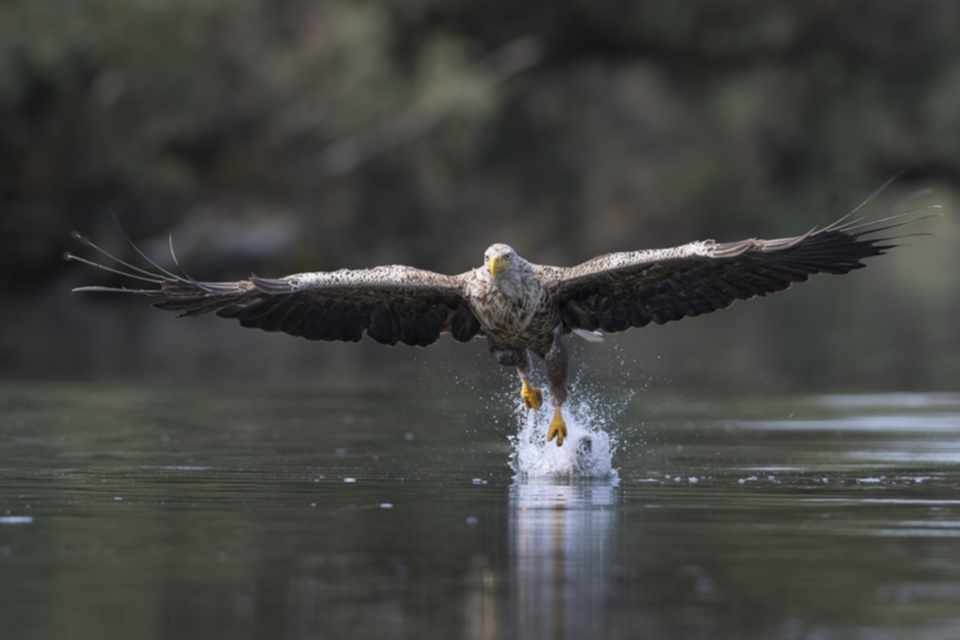 38Seeadler.jpg 38Seeadler.jpg