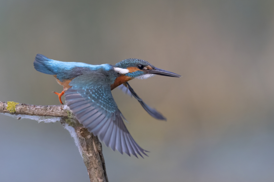 43Eisvogel.jpg 43Eisvogel.jpg