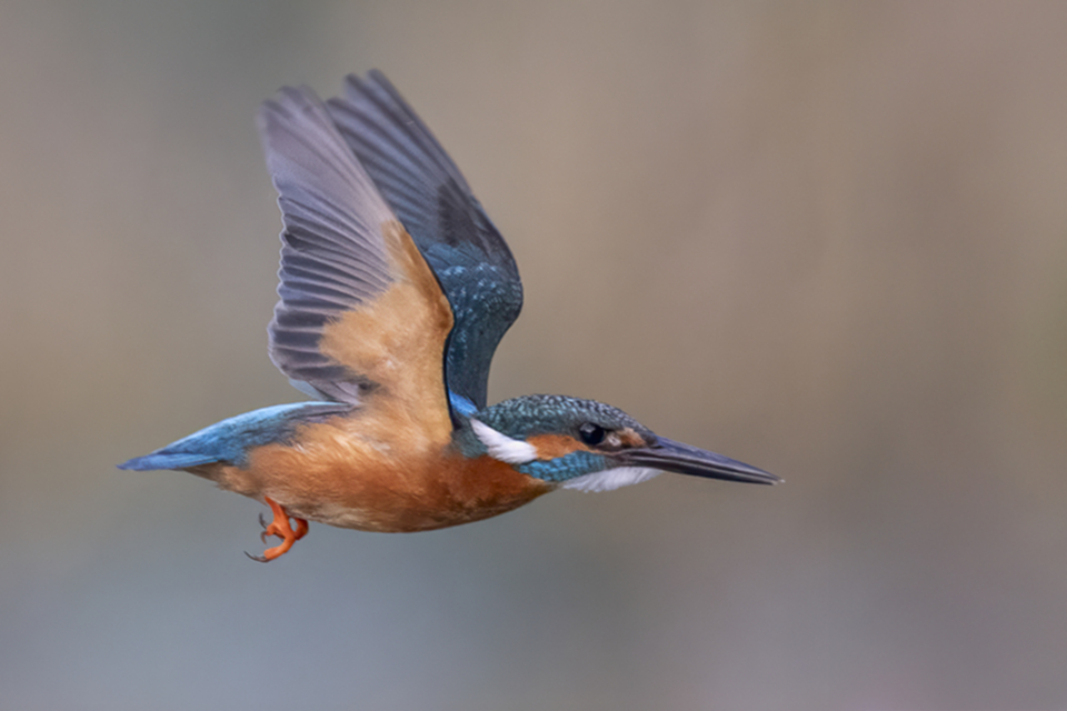 44Eisvogel.jpg 44Eisvogel.jpg