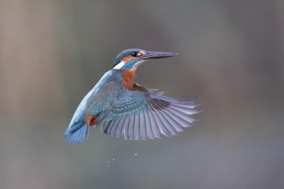 45Eisvogel.jpg 45Eisvogel.jpg