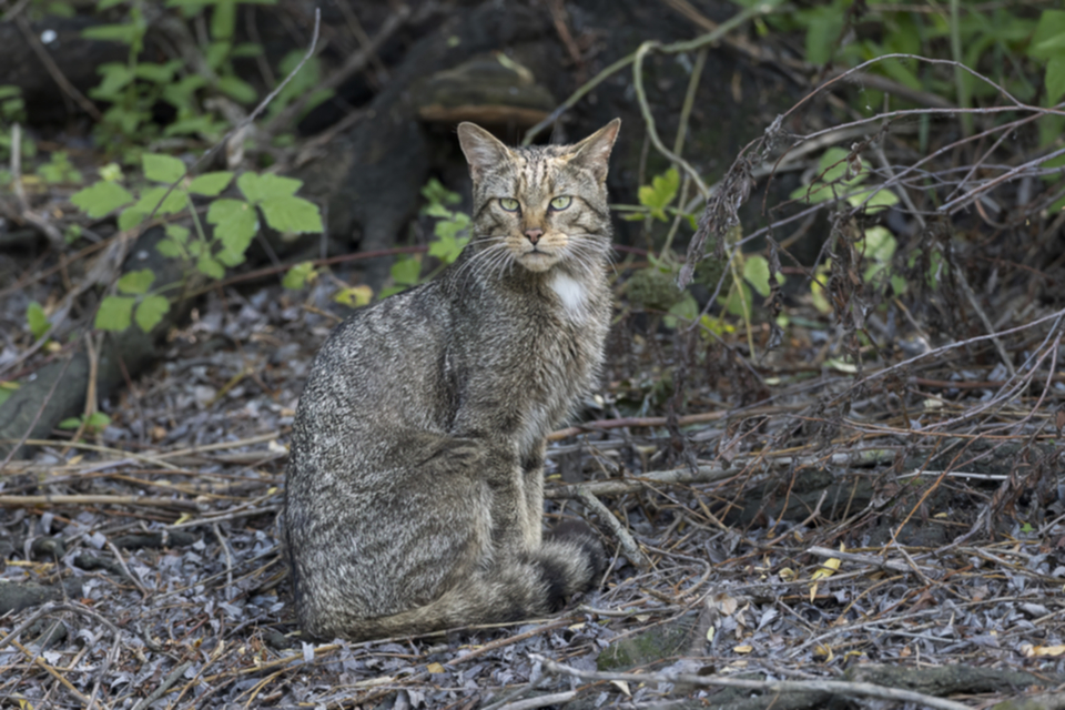 50Wildkatze_hqswg9au4t81.jpg 50Wildkatze_hqswg9au4t81.jpg
