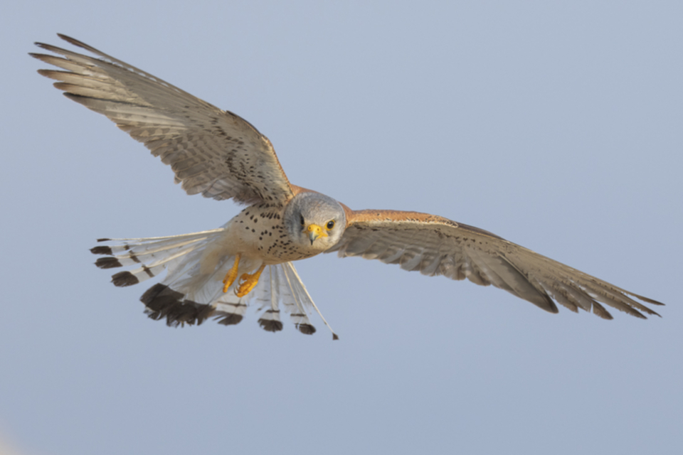 02Roetelfalke.jpg