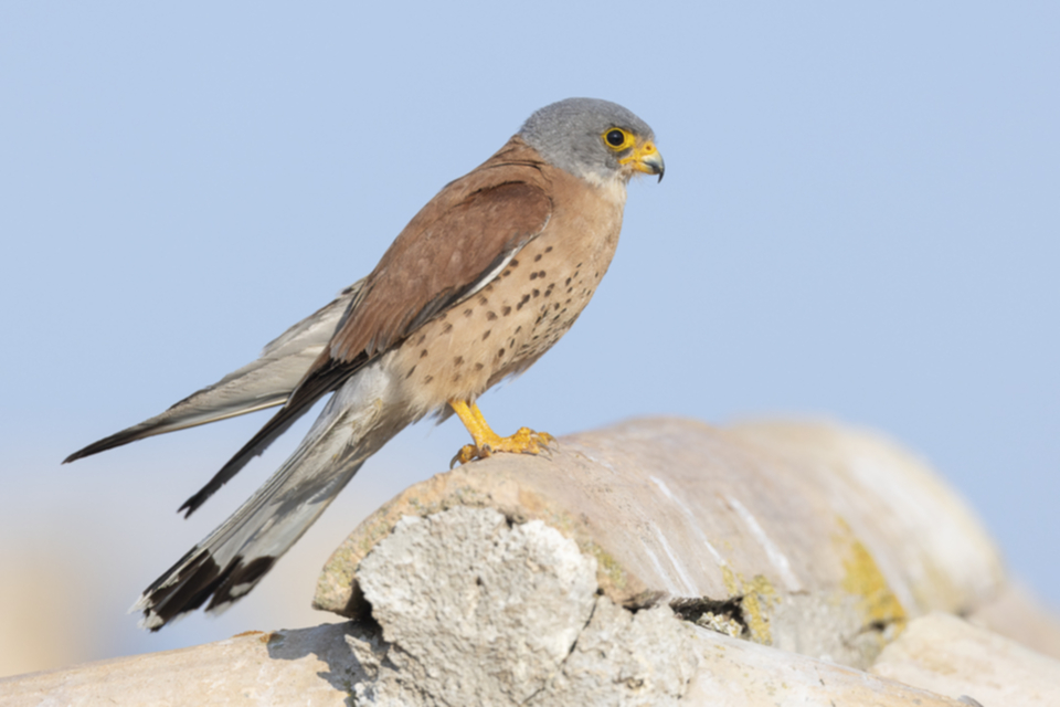 03Roetelfalke.jpg