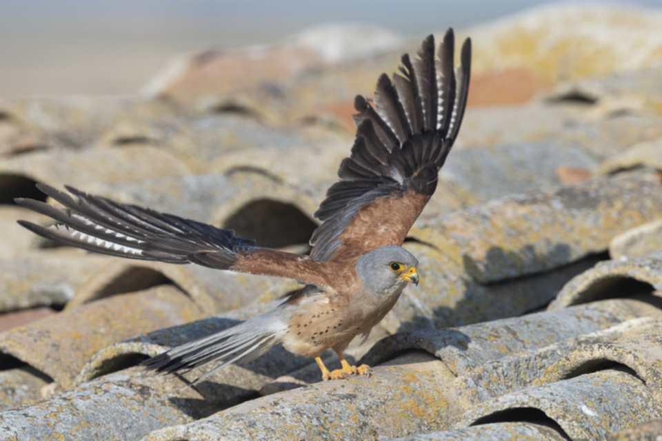 07Roetelfalke.jpg