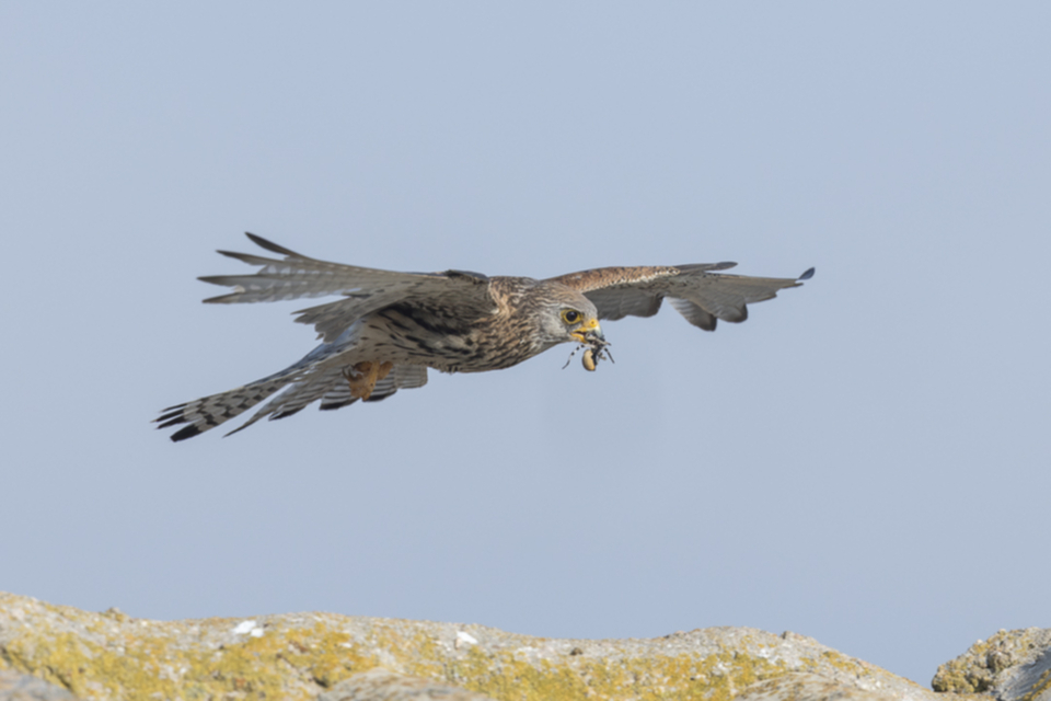 08Roetelfalke.jpg