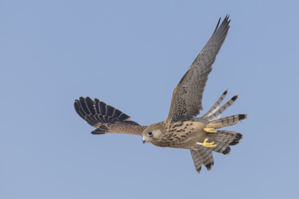 10Roetelfalke.jpg