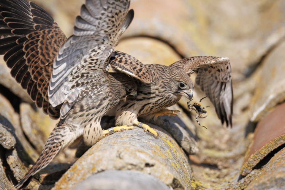 09Roetelfalke.jpg