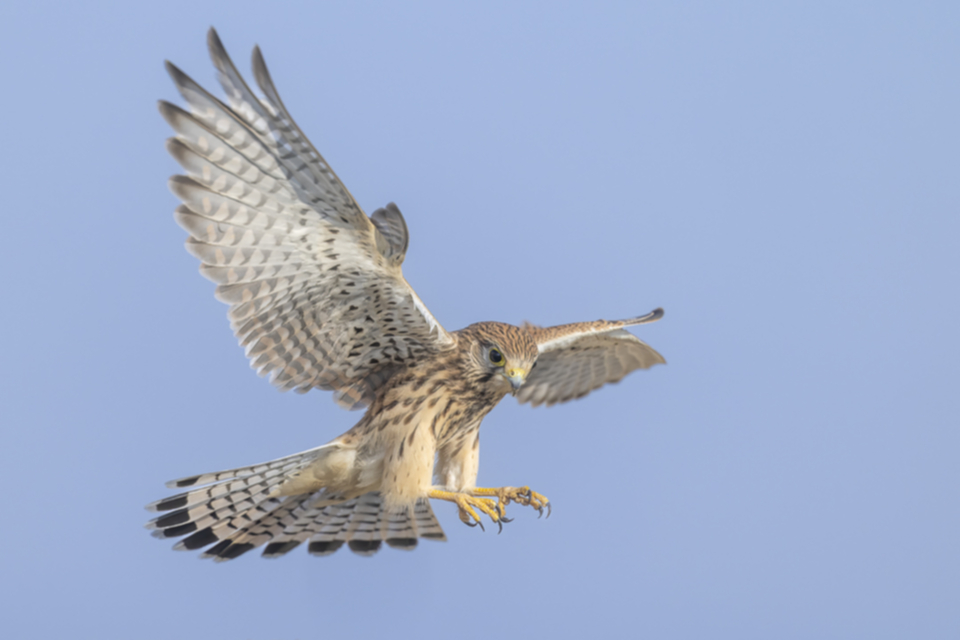 11Turmfalke.jpg