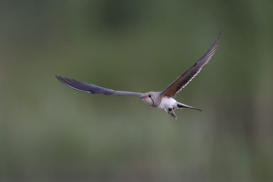 61Rotfluegel-Brachschwalbe.jpg