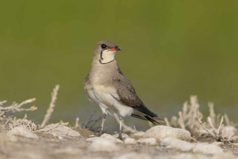 63Rotfluegel-Brachschwalbe.jpg