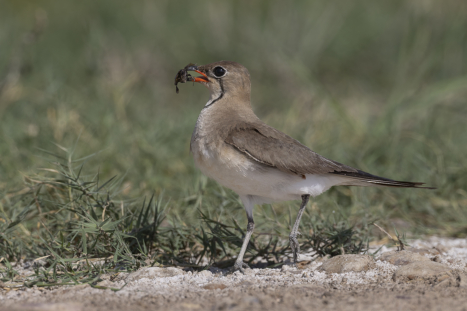 64Rotfluegel-Brachschwalbe.jpg