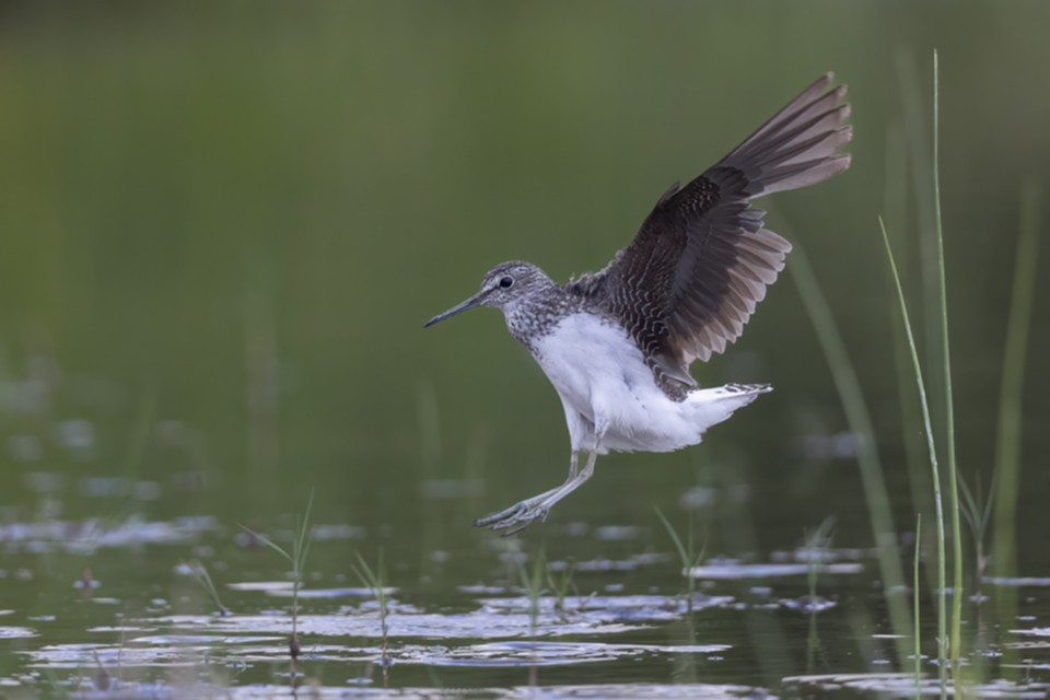 67Waldwasserläufer.jpg