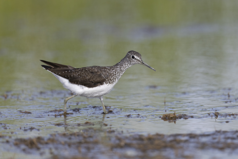 68Waldwasserläufer.jpg