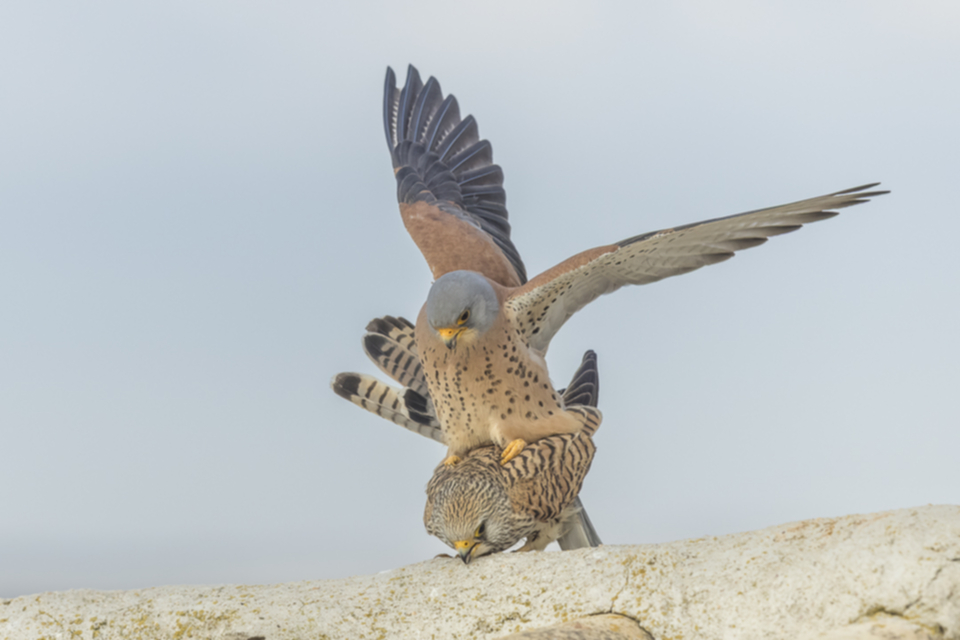13Roetelfalke.jpg 13Roetelfalke.jpg