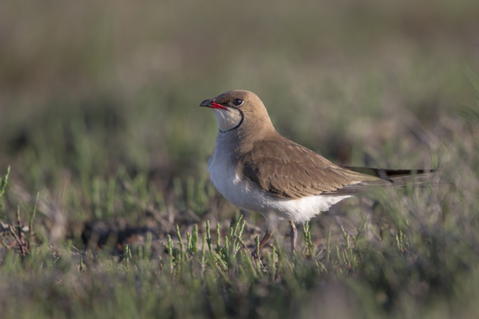 Rotfluegel-Brachschwalbe_150529_01.jpg