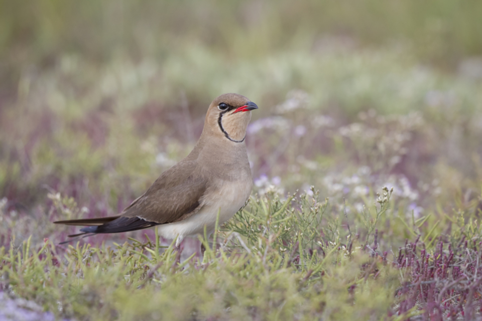 Rotfluegel_Brachschwalbe_180601_02.jpg