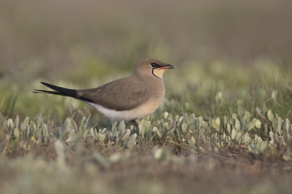 Rotfluegel_Brachschwalbe_230521_01.jpg