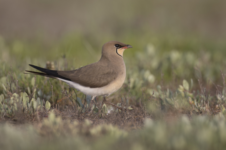 Rotfluegel_Brachschwalbe_230521_02.jpg