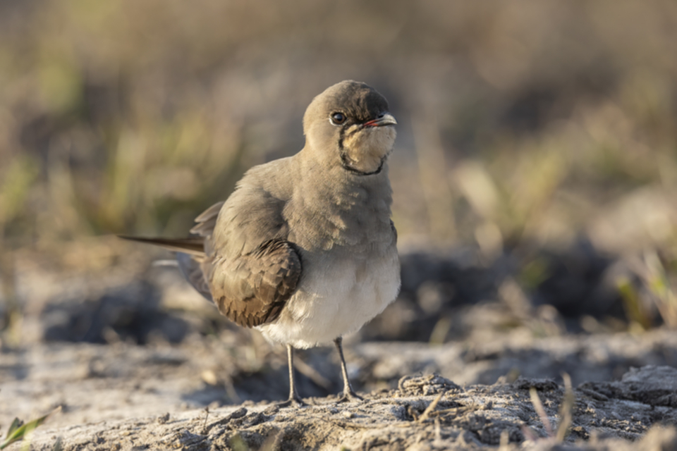 Rotfluegel_Brachschwalbe_230720_01.jpg