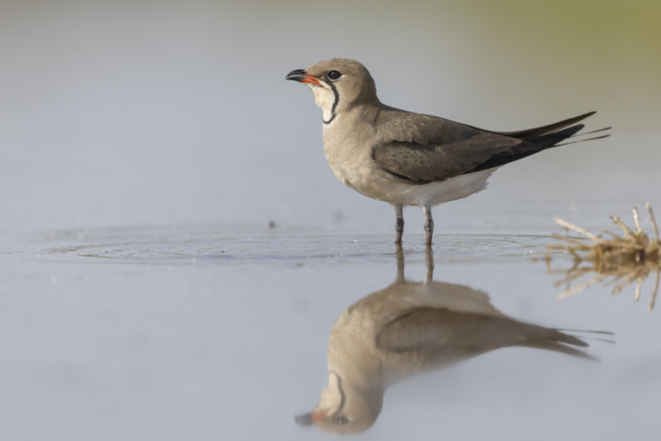 Rotfluegel_Brachschwalbe_240529_01.jpg