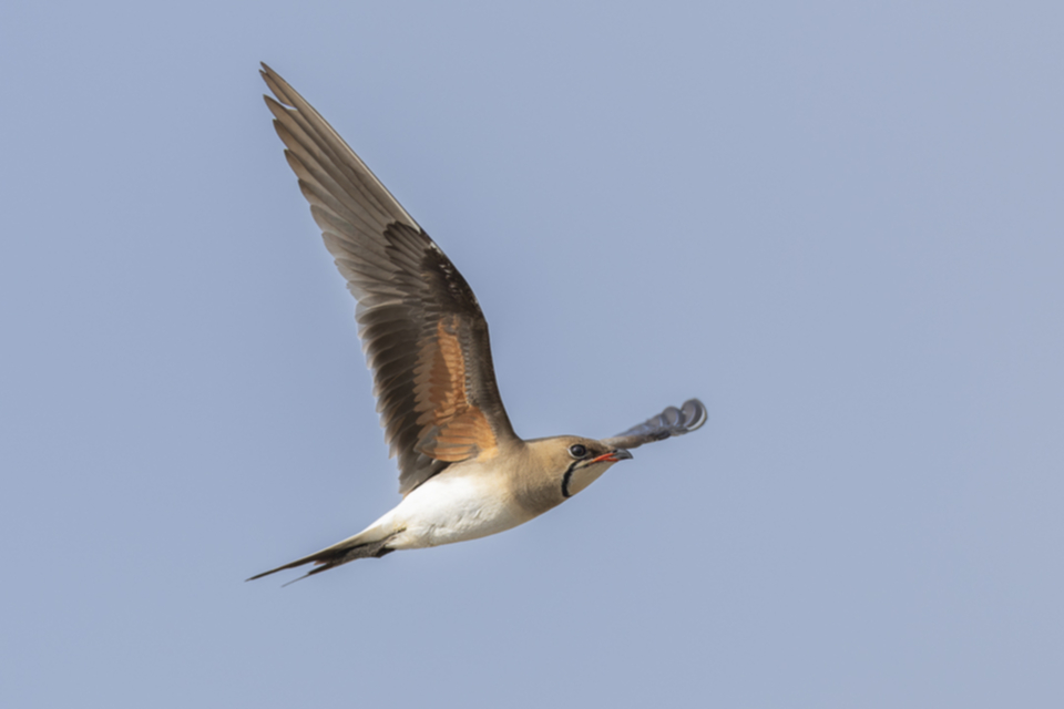 Rotfluegel_Brachschwalbe_250606_02.jpg