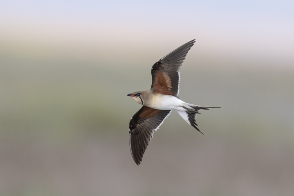 Rotfluegel_Brachschwalbe_250606_01.jpg