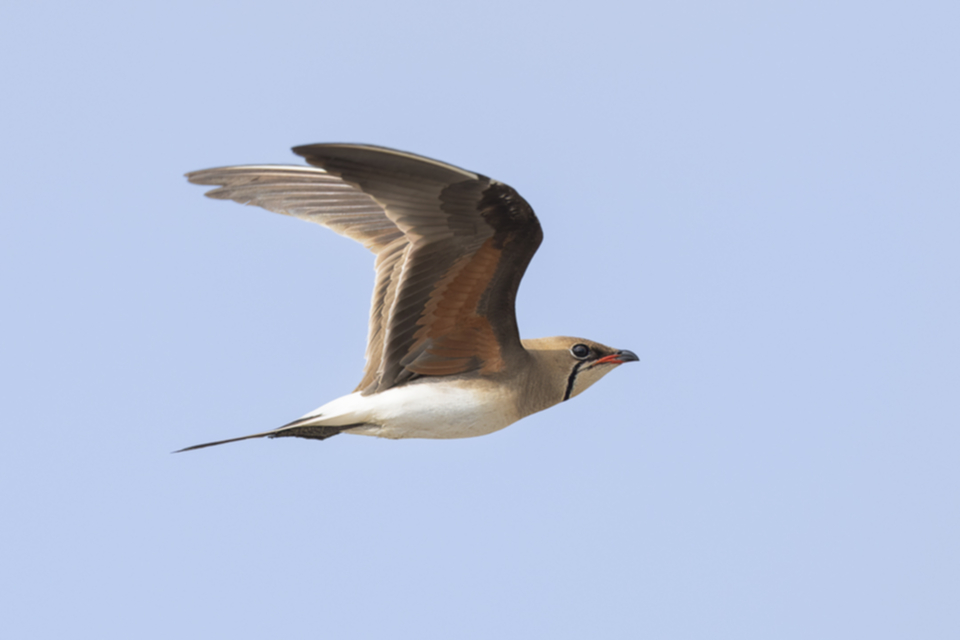 Rotfluegel_Brachschwalbe_250606_03.jpg