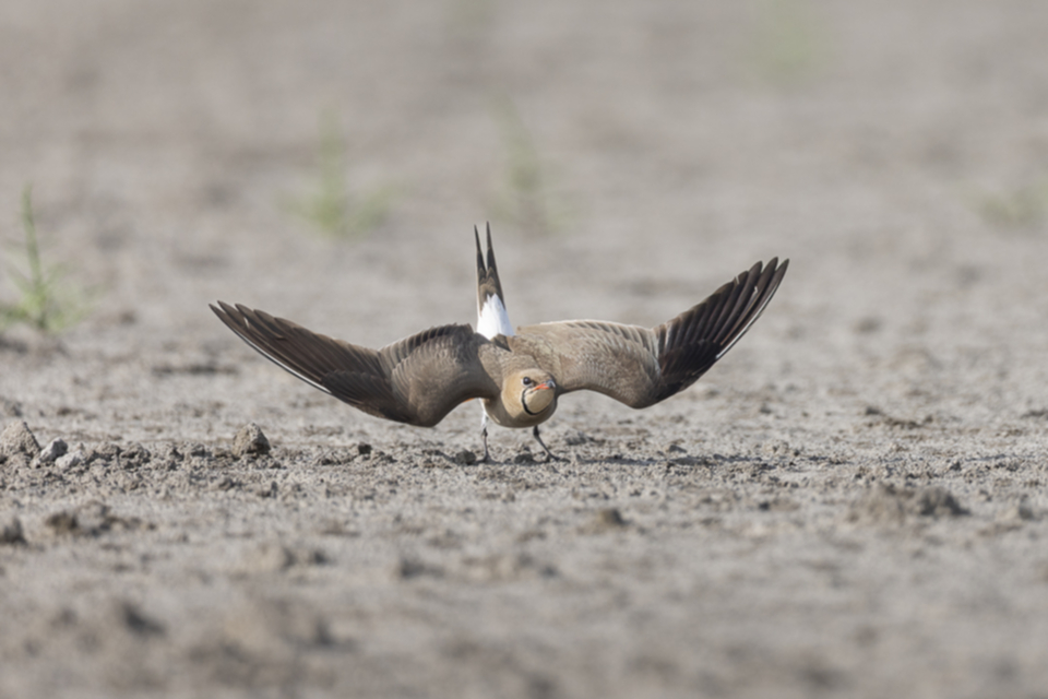 Rotfluegel_Brachschwalbe_250606_04.jpg