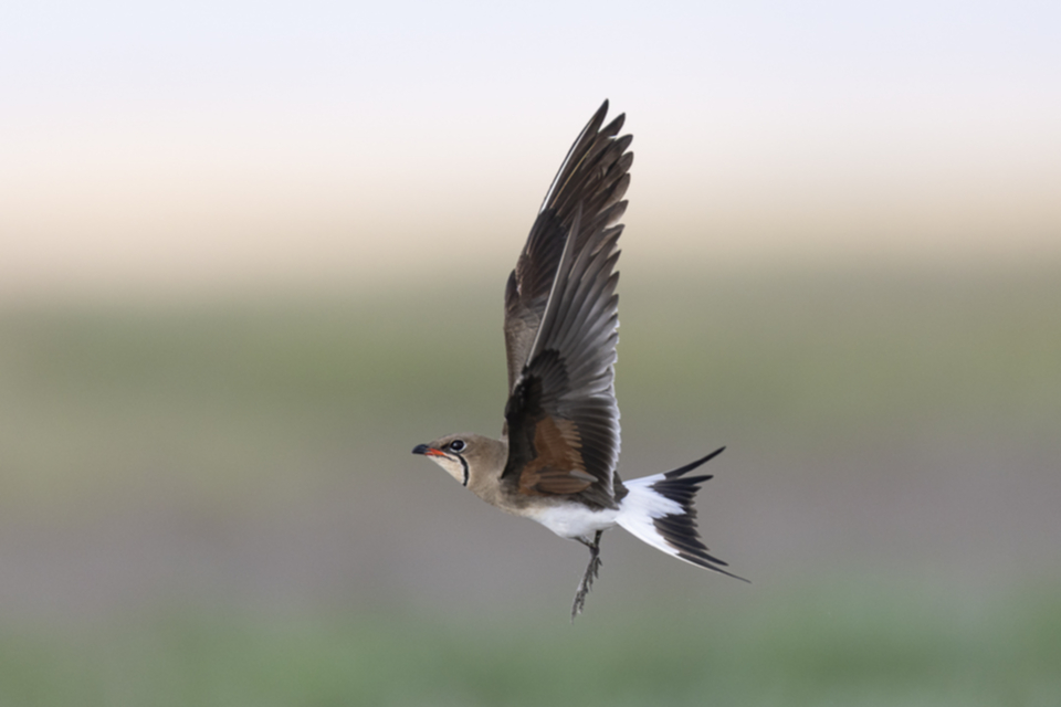 Rotfluegel_Brachschwalbe_250606_06.jpg