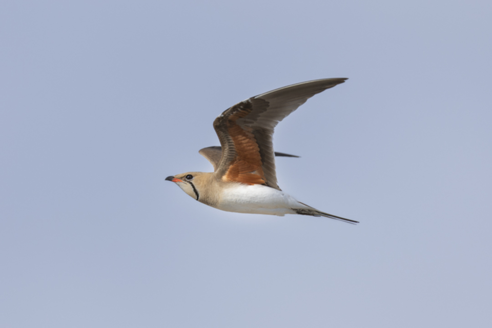 Rotfluegel_Brachschwalbe_250606_07.jpg