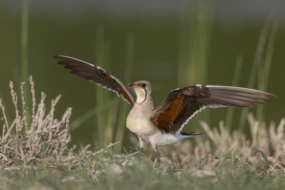 Rotfluegel_Brachschwalbe_250705_02.jpg