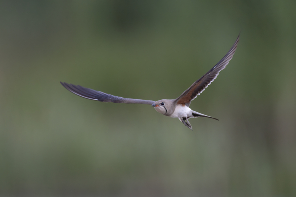 Rotfluegel_Brachschwalbe_250705_05.jpg