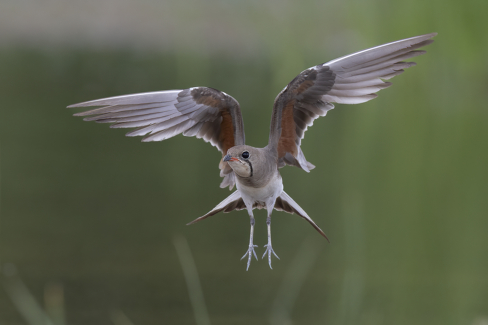 Rotfluegel_Brachschwalbe_250705_04.jpg