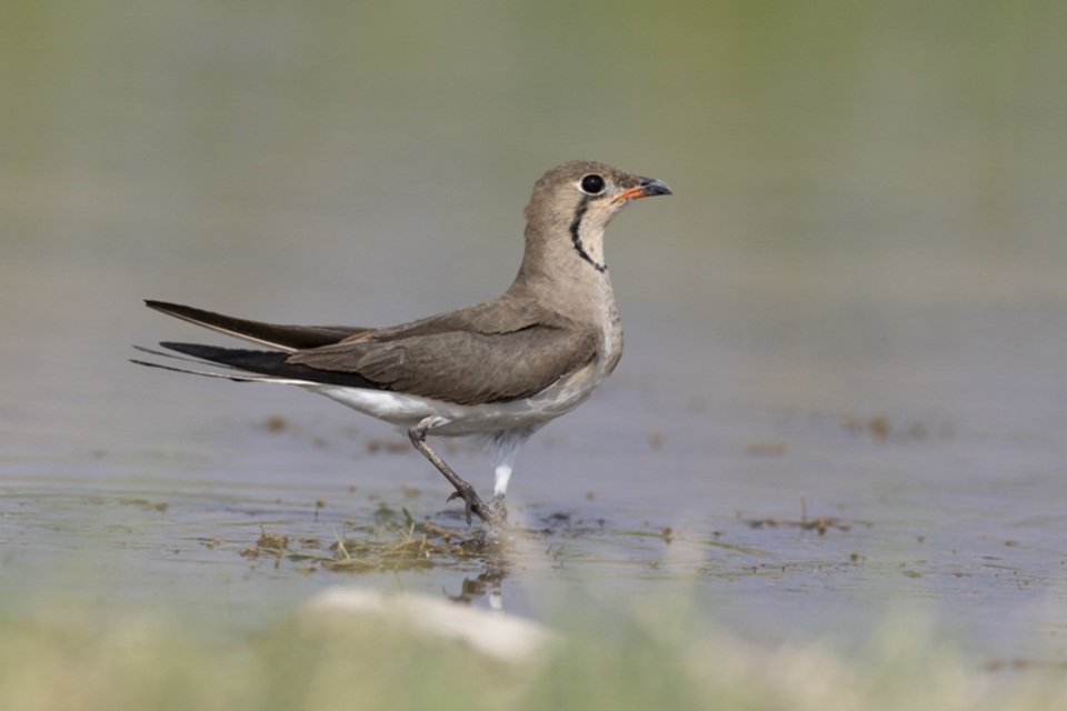 Rotfluegel_Brachschwalbe_250708_07.jpg