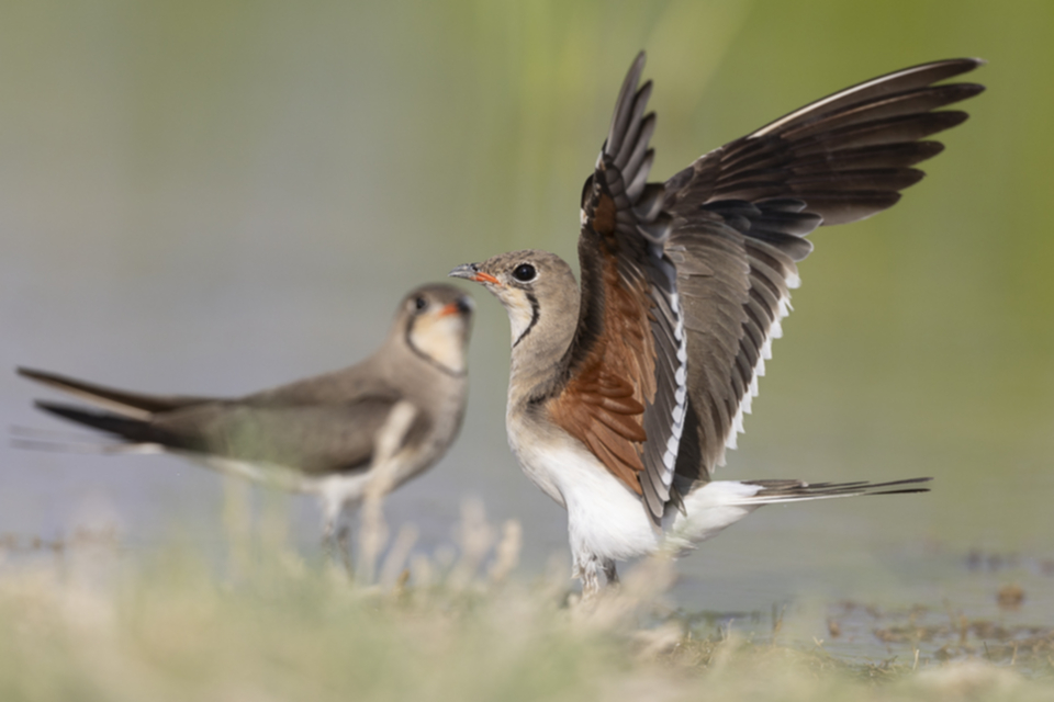 Rotfluegel_Brachschwalbe_250708_08.jpg